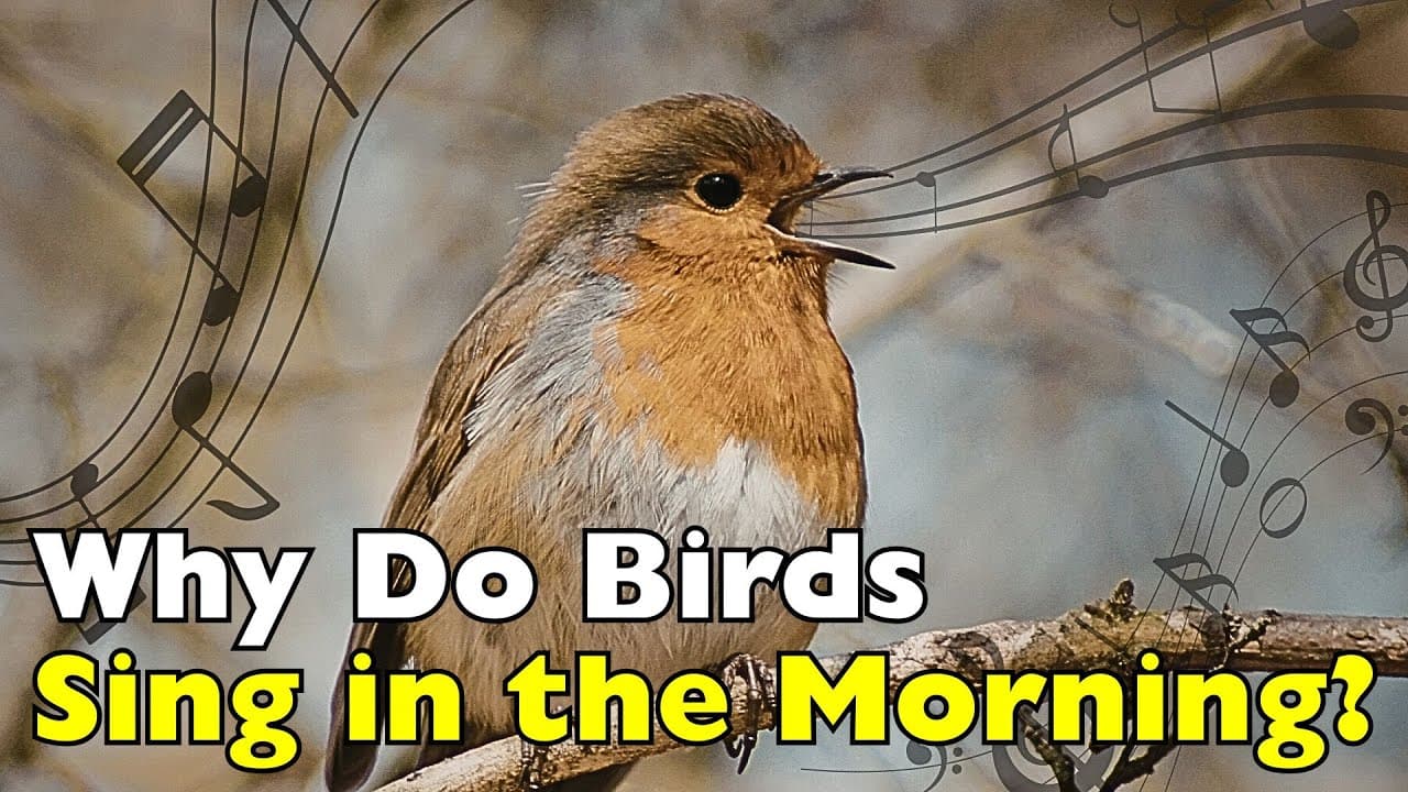 Why Are Birds So Loud in the Morning? Explained [ID0831]