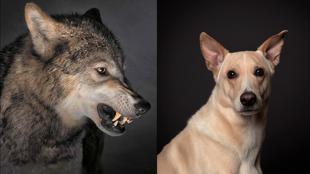 Historias Innecesarias: De lobos a perros - ¿Cómo los domesticamos?