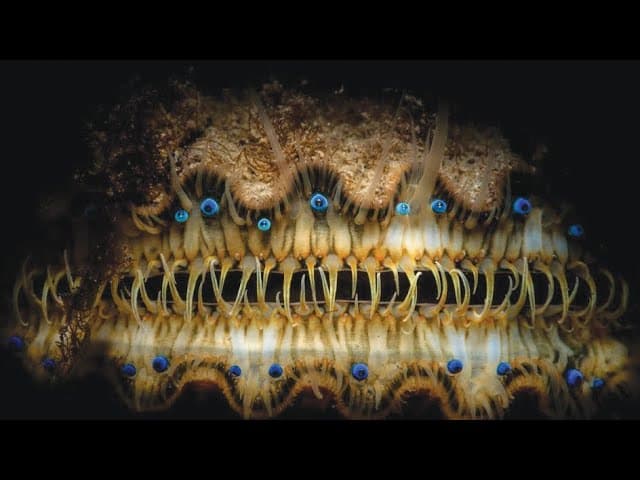 Which Animal Has The Most Eyes? (A2 Comprehensible Input) 🟡