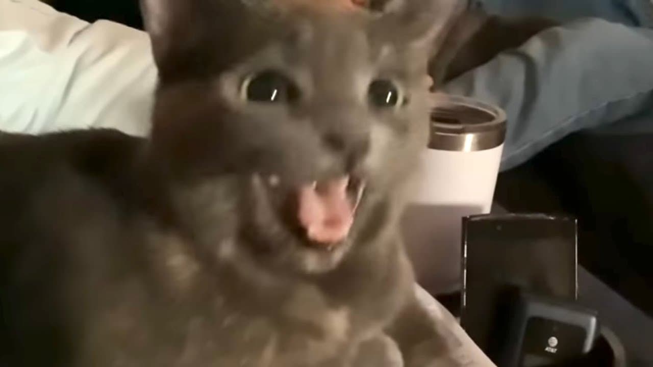 My Cat’s Reaction To Seeing Me After One Month!!