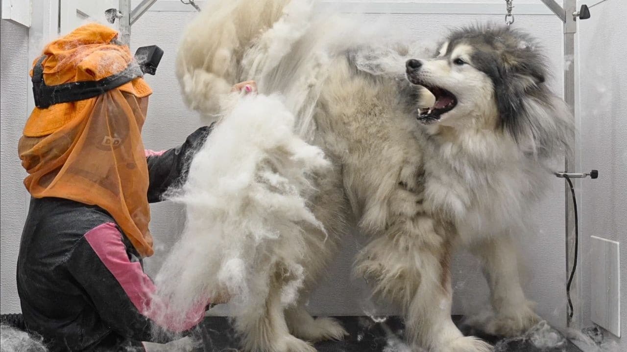 The Funniest And Most DRAMATIC Pets At The Grooming Salon 😂