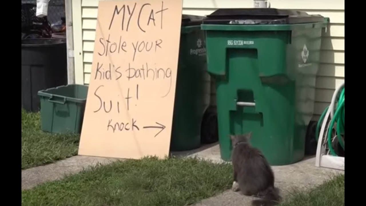 Cat burglar: Pet steals neighbors clothes from laundry room