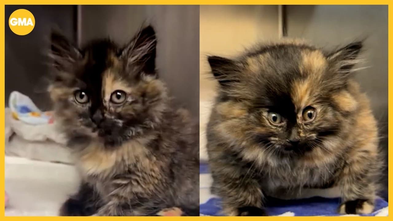 Shelter rescues kitten who appeared inflated like a balloon