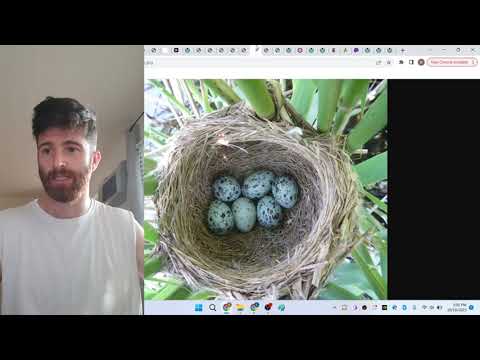 A2 English #16- The Cuckoo Bird! (Comprehensible Input)