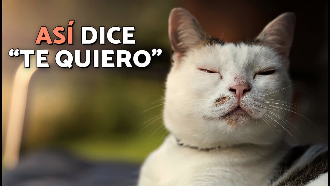Si tu gato parpadea lentamente, ¡NO es sueño! Te está diciendo “TE QUIERO” (y así debes responder)😽