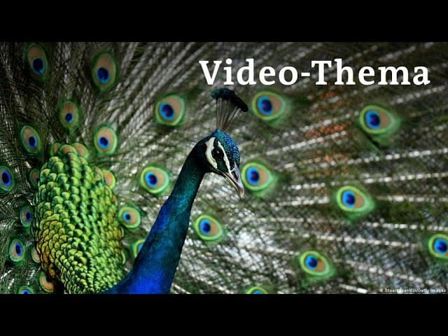 Deutsch lernen mit Videos | Warum der Pfau so schöne Federn hat | mit deutschen Untertiteln