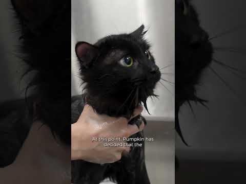 The void meowed back at me