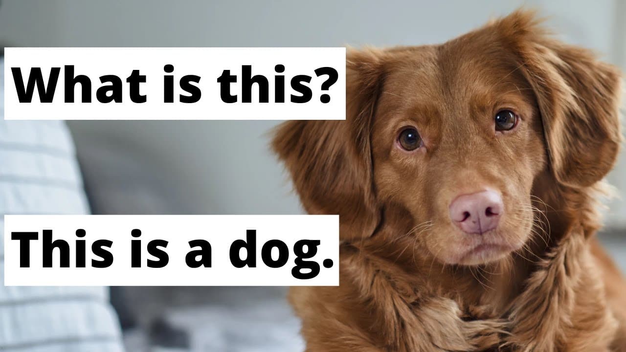 What is this? | English lesson for absolute beginners (Comprehensible Input)
