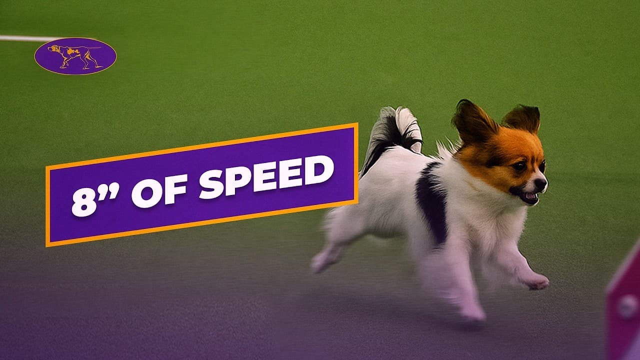 Watch Gabby Win 8” Agility Title | Westminster Dog Show