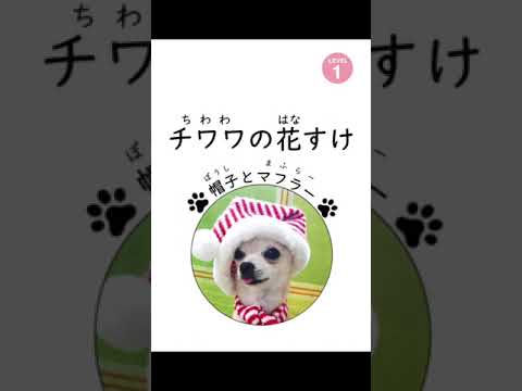 【Level 1】チワワの花すけ～帽子とマフラー｜にほんごたどくの本／Japanese Books for Tadoku