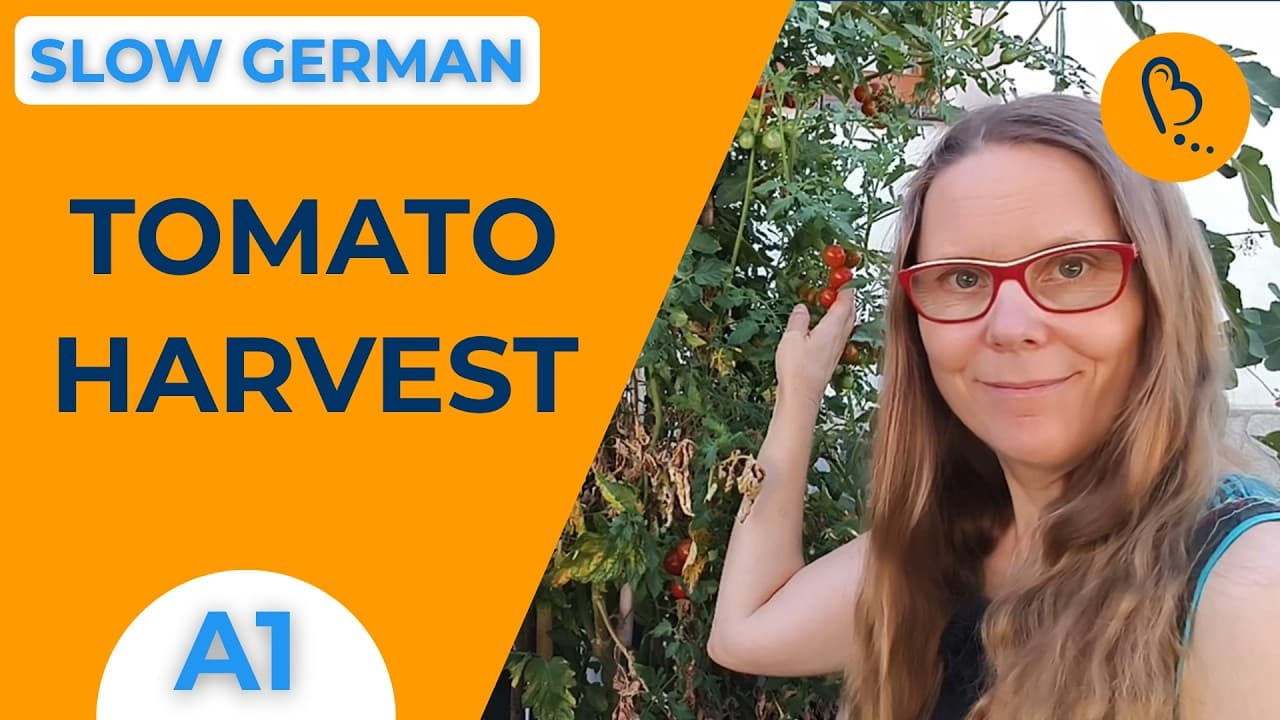 Learn German with Tomatoes: Time to Harvest! 🍅 | Easy Vlogs #29 | German Comprehensible Input (A1)