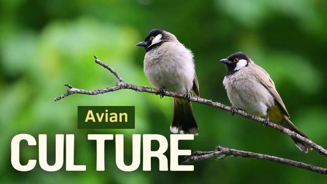 Avian Culture: Dialects, Nests, and Clever Tricks