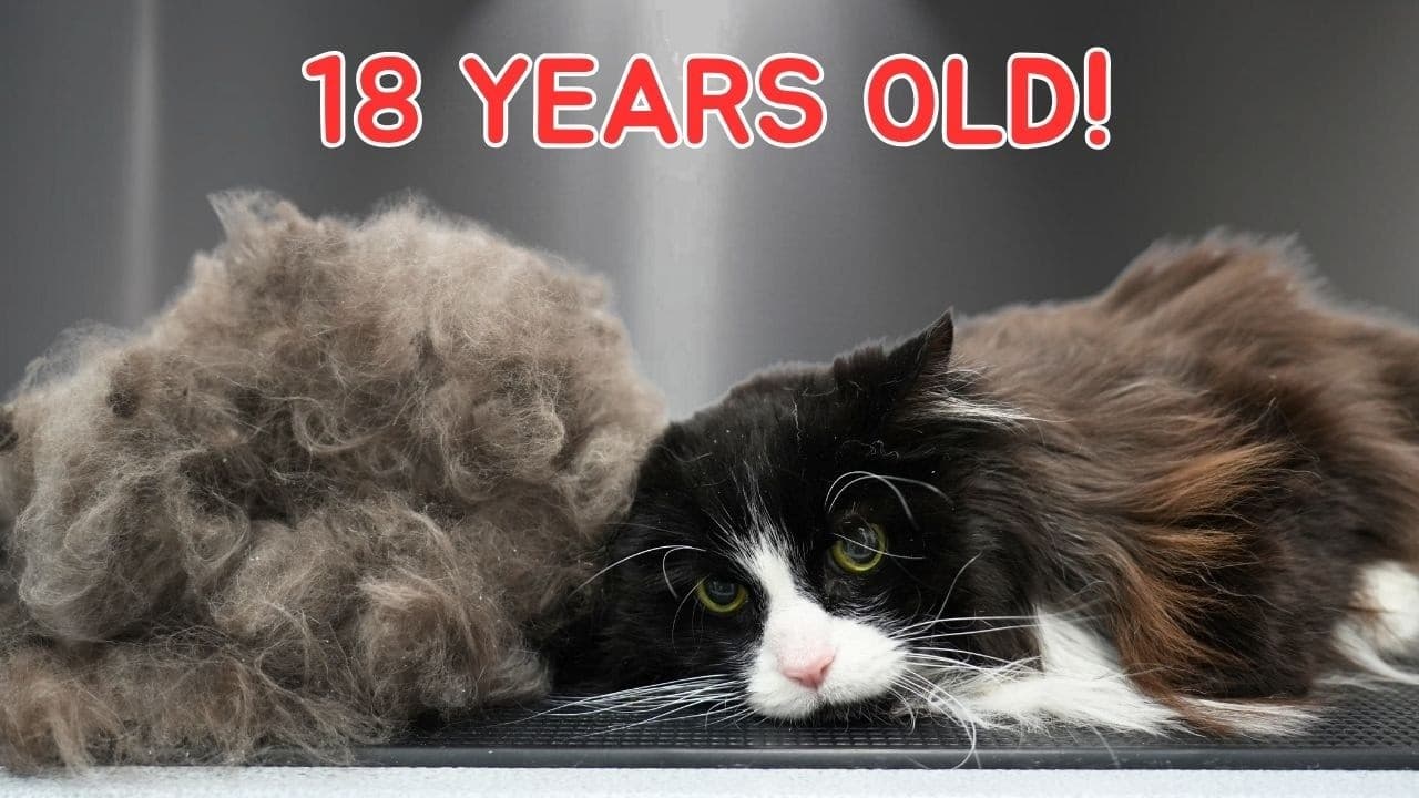 I Groomed an 18-Year-Old Cat...This Is What Came Out 😮