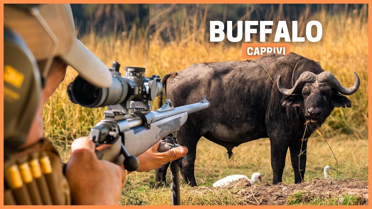 Hunting the Dangerous Cape Buffalo in Namibia with My Father