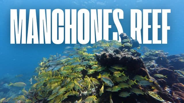 The Colors of the Caribbean – Diving in Manchones Reef