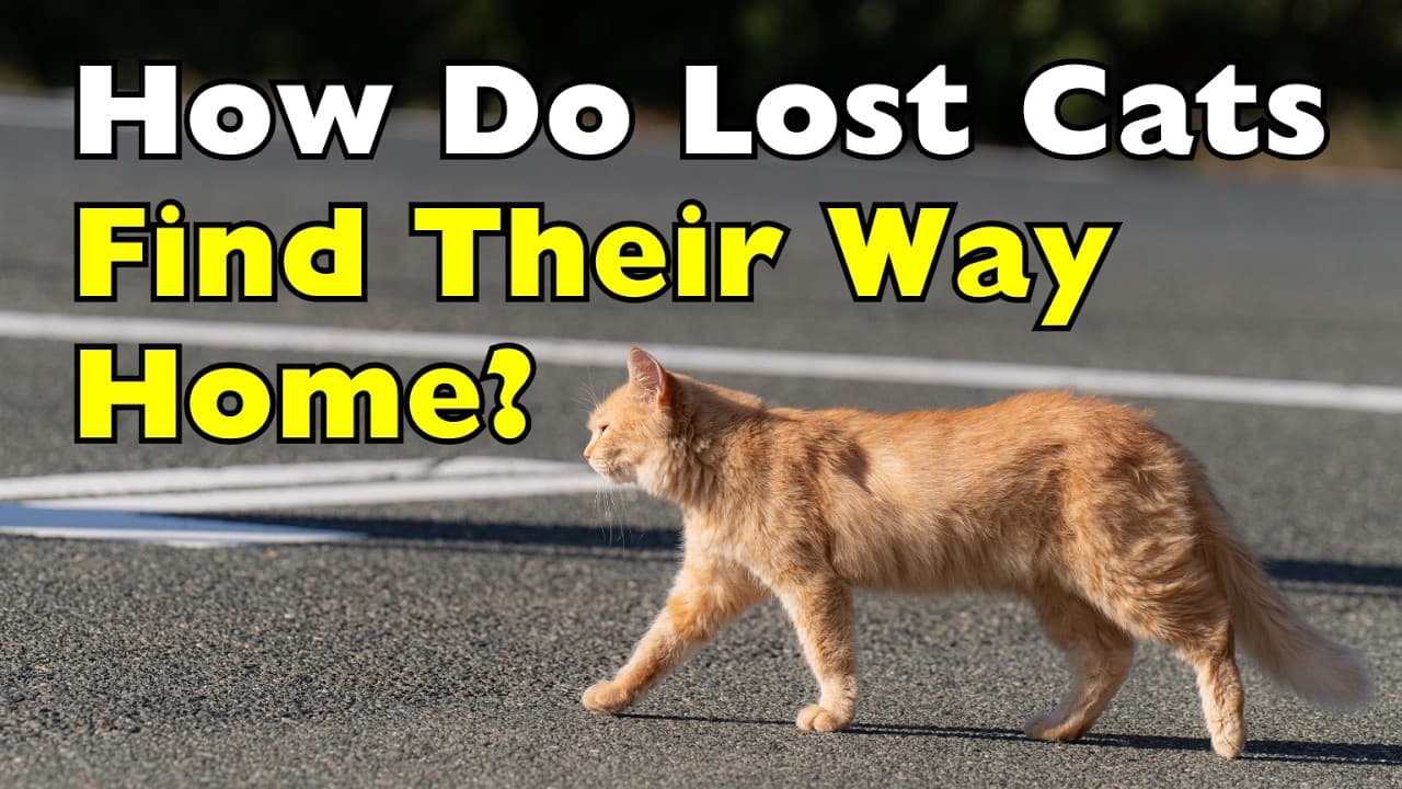 Why Your Cat Knows the Way Home Better Than You